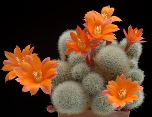 Rebutia_hoffmanii